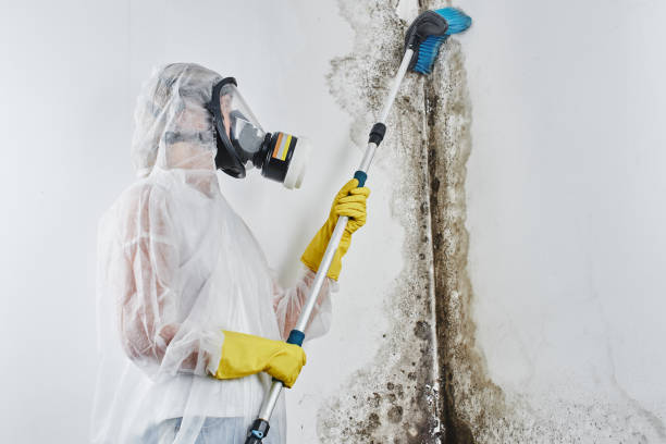 Attic Mold Removal in Fordyce, AR