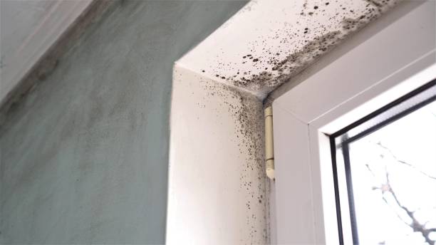 Best Commercial Mold Removal  in Fordyce, AR