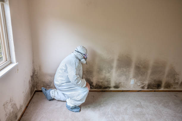 Best Certified Mold Removal  in Fordyce, AR