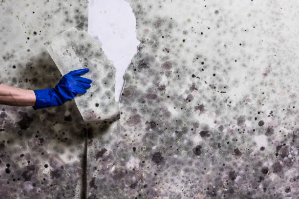 Best Mold Testing and Removal  in Fordyce, AR